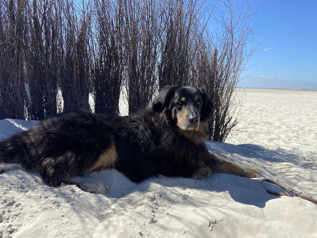 Ferien Im Wangerland Ferienwohnung Leuchtturm Minsen Schillig Hund Pool Sauna Norderaltendeich Екстер'єр фото